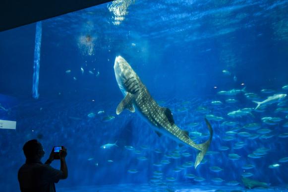 鹿兒島水族館(魚的世界)-1