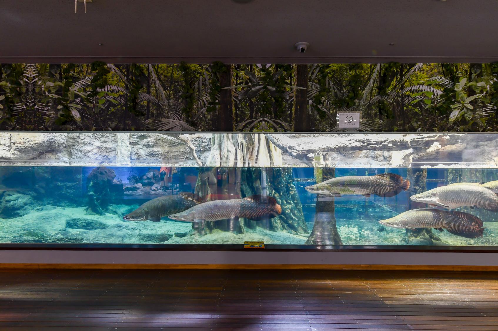 Kagoshima City Aquarium (Io World)-7
