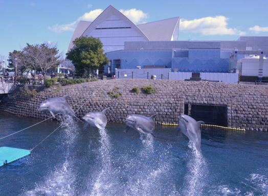 Kagoshima City Aquarium (Io World)-8