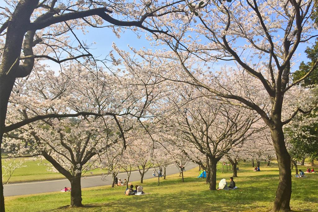 요시노 공원 (吉野公園)-4