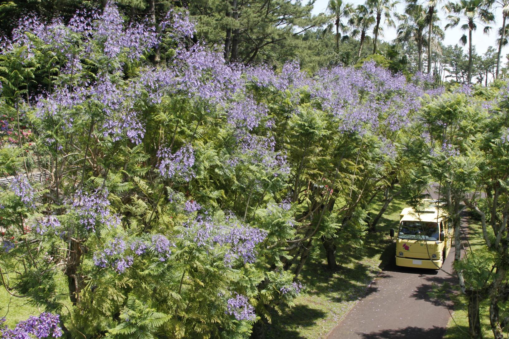 フラワーパークかごしま-2