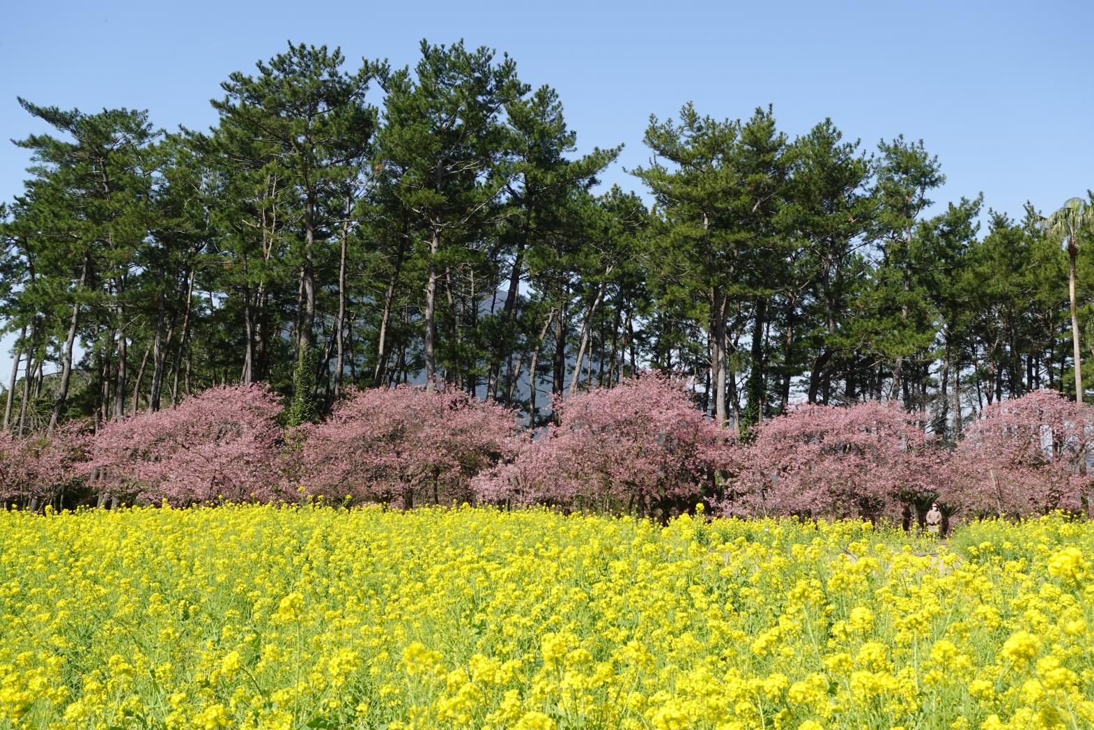 フラワーパークかごしま-3