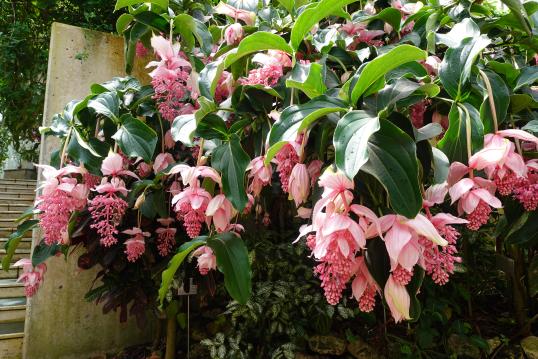 フラワーパークかごしま-6