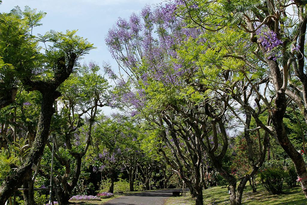 Công viên hoa Kagoshima-6