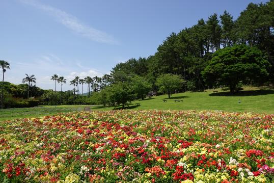 フラワーパークかごしま-4