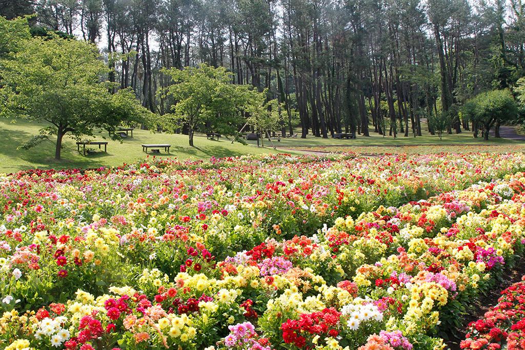 Công viên hoa Kagoshima