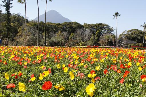 フラワーパークかごしま-5