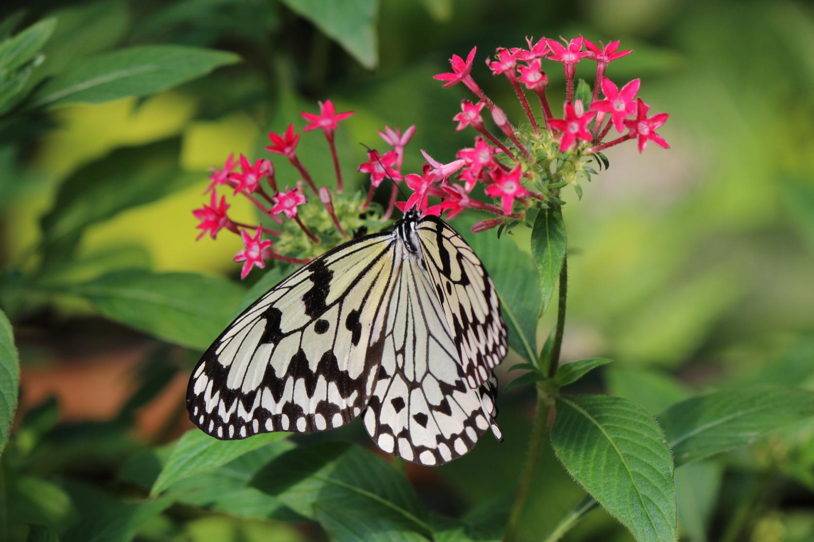 Flower Park Kagoshima-8