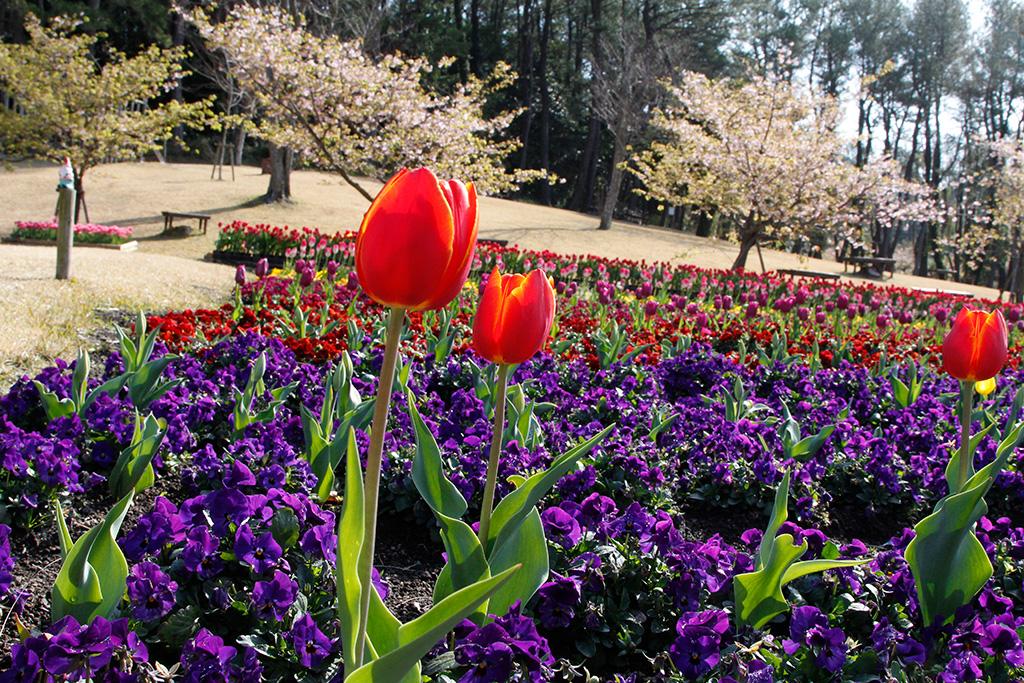 Flower Park（植物园）-1