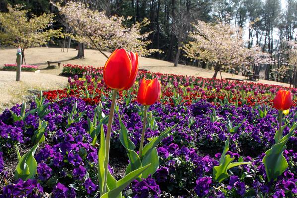 Công viên hoa Kagoshima-1