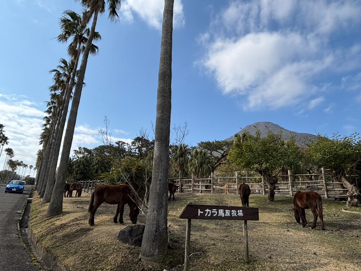 開聞山麓自然公園-1