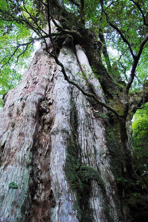 Kigensugi Cedar-0