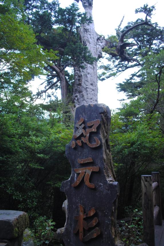 Kigensugi Cedar-1