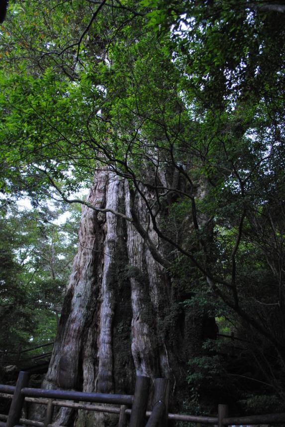 Kigensugi Cedar-2