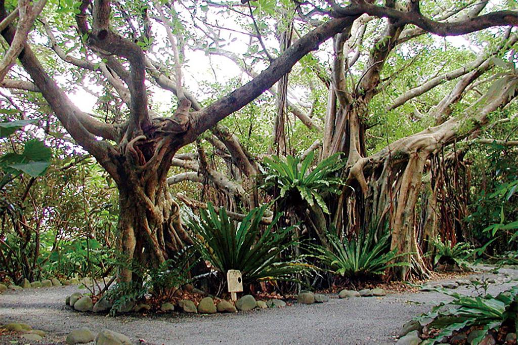 志戸子ガジュマル公園／屋久島-1