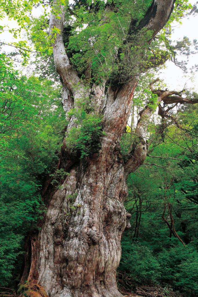 Jomonsugi (Jomon Cedar Tree)-2