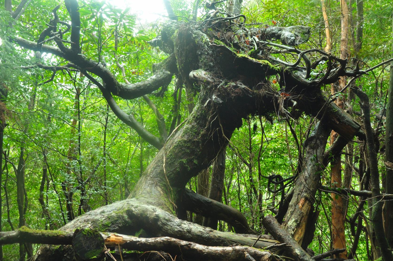 Jomonsugi (Jomon Cedar Tree)-4