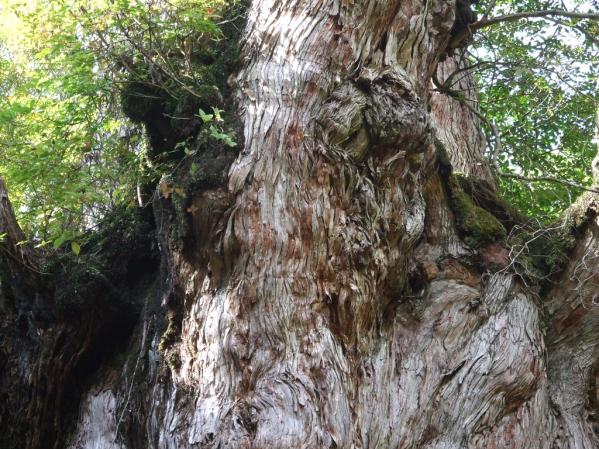 Jomonsugi (Jomon Cedar Tree)-1