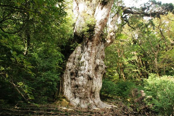 Jomonsugi (Jomon Cedar Tree)-0