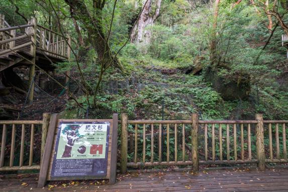 Jomonsugi (Jomon Cedar Tree)-7