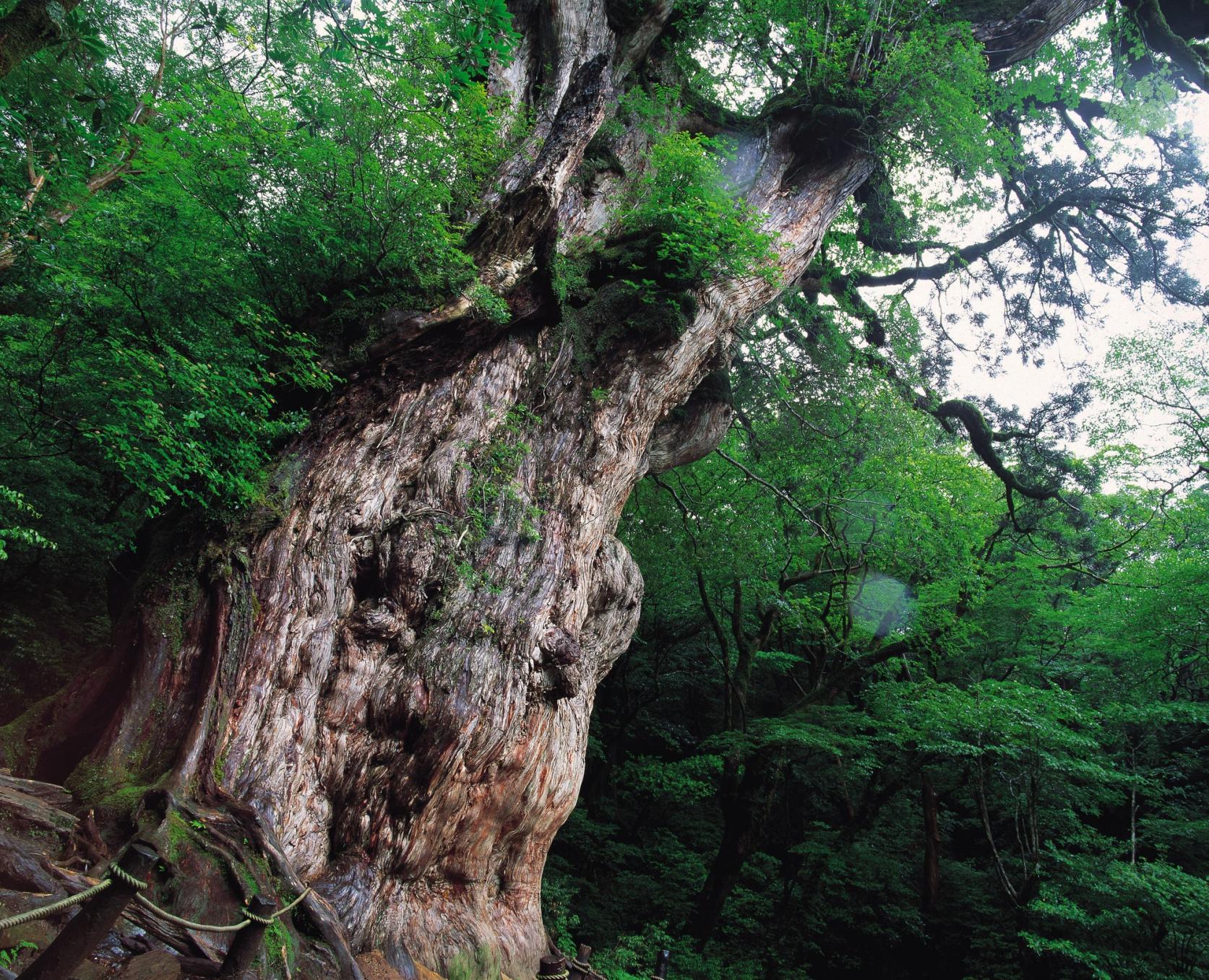 Jomonsugi (Jomon Cedar Tree)-8