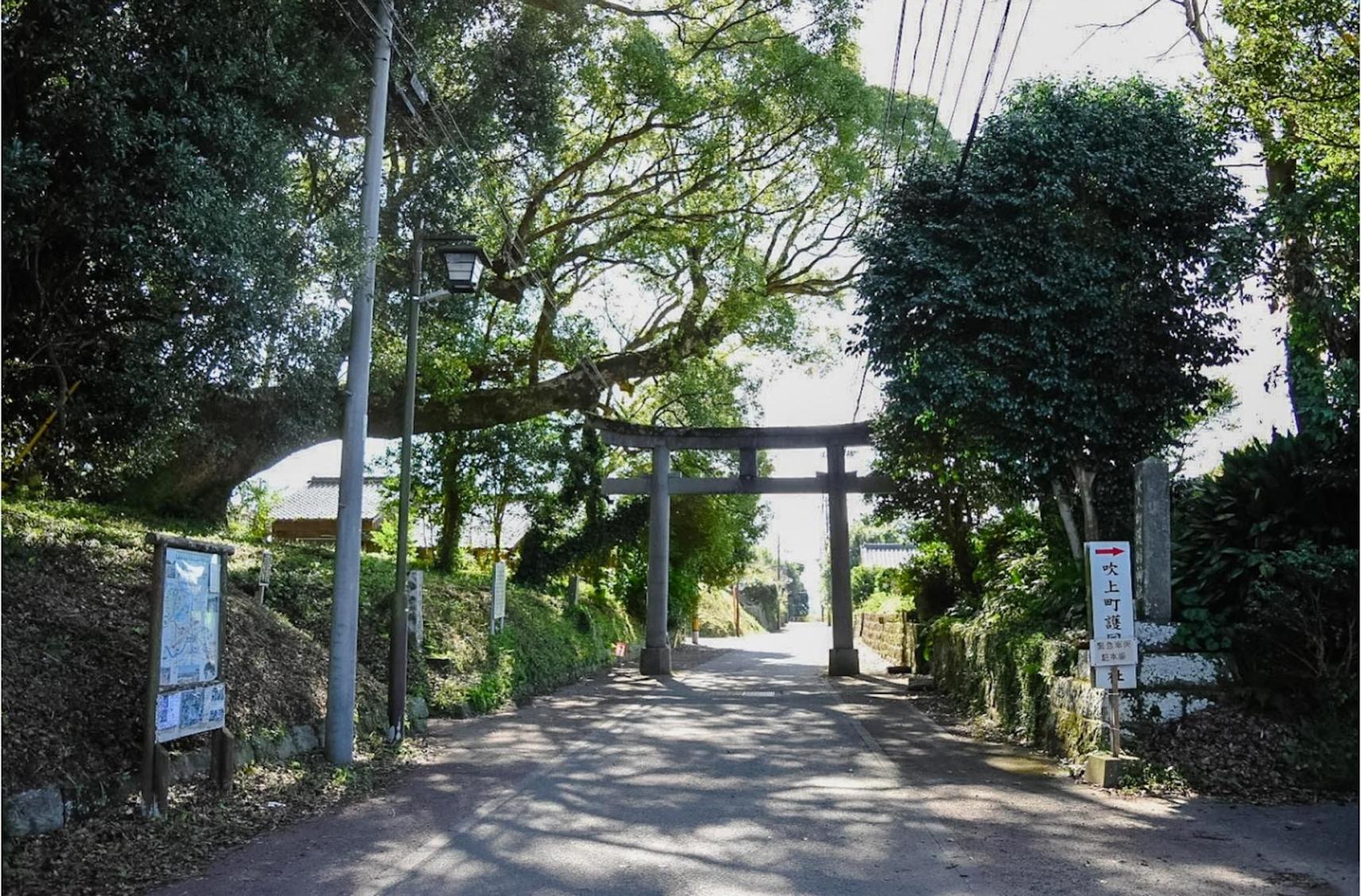 千本楠-4