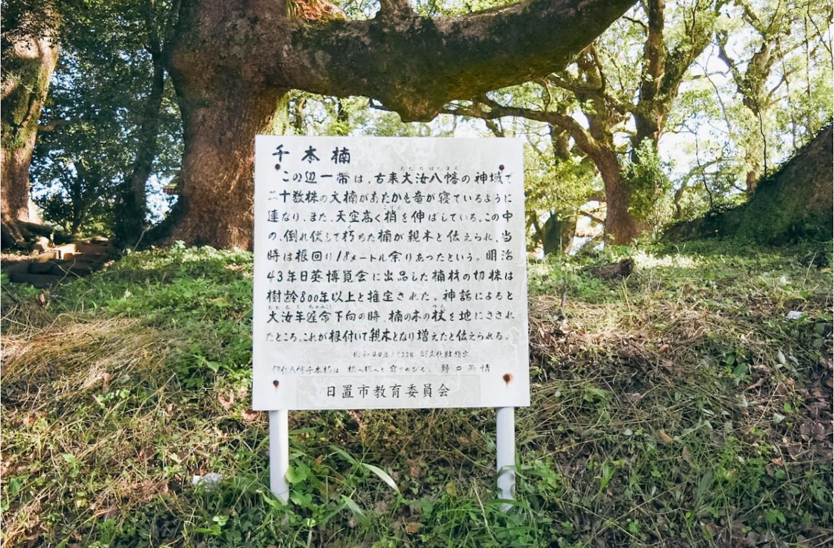 千本楠-3