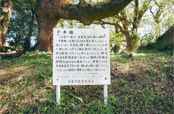 千本楠-3