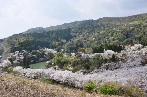 Kannongaike Pond Shimin no Mori (Citizens' Forest)-7