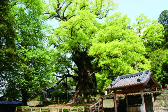 日本一の巨樹　蒲生の大クス-8