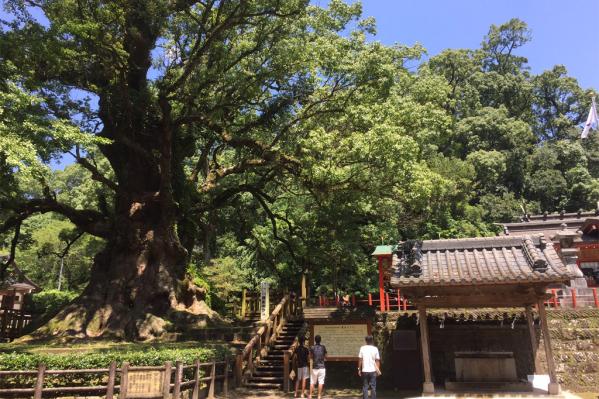 Great Kamou Okusu (Camphor tree)-6