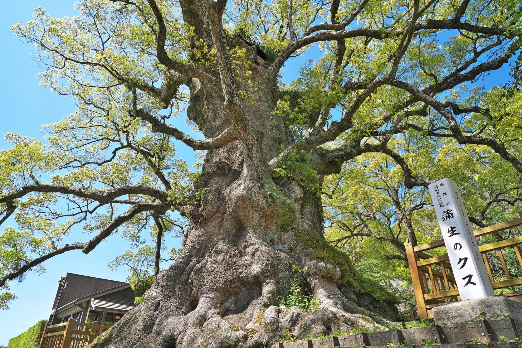 Great Kamou Okusu (Camphor tree)-7