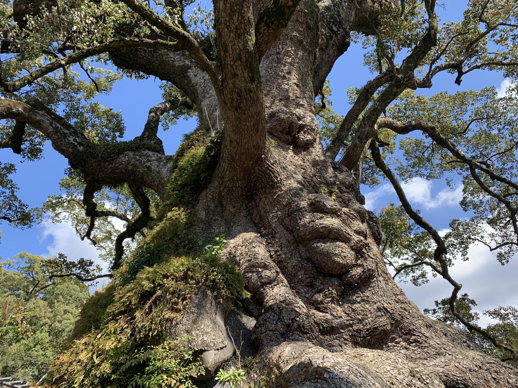 Great Kamou Okusu (Camphor tree)-1