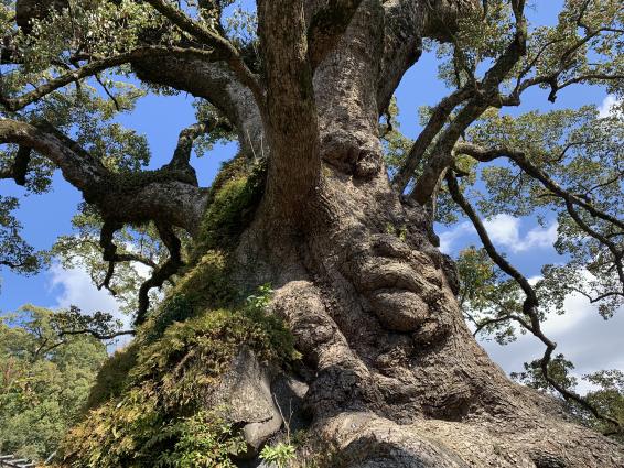 Great Kamou Okusu (Camphor tree)-0