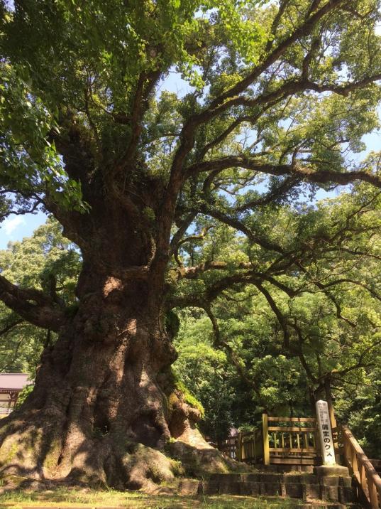 日本一の巨樹　蒲生の大クス-2