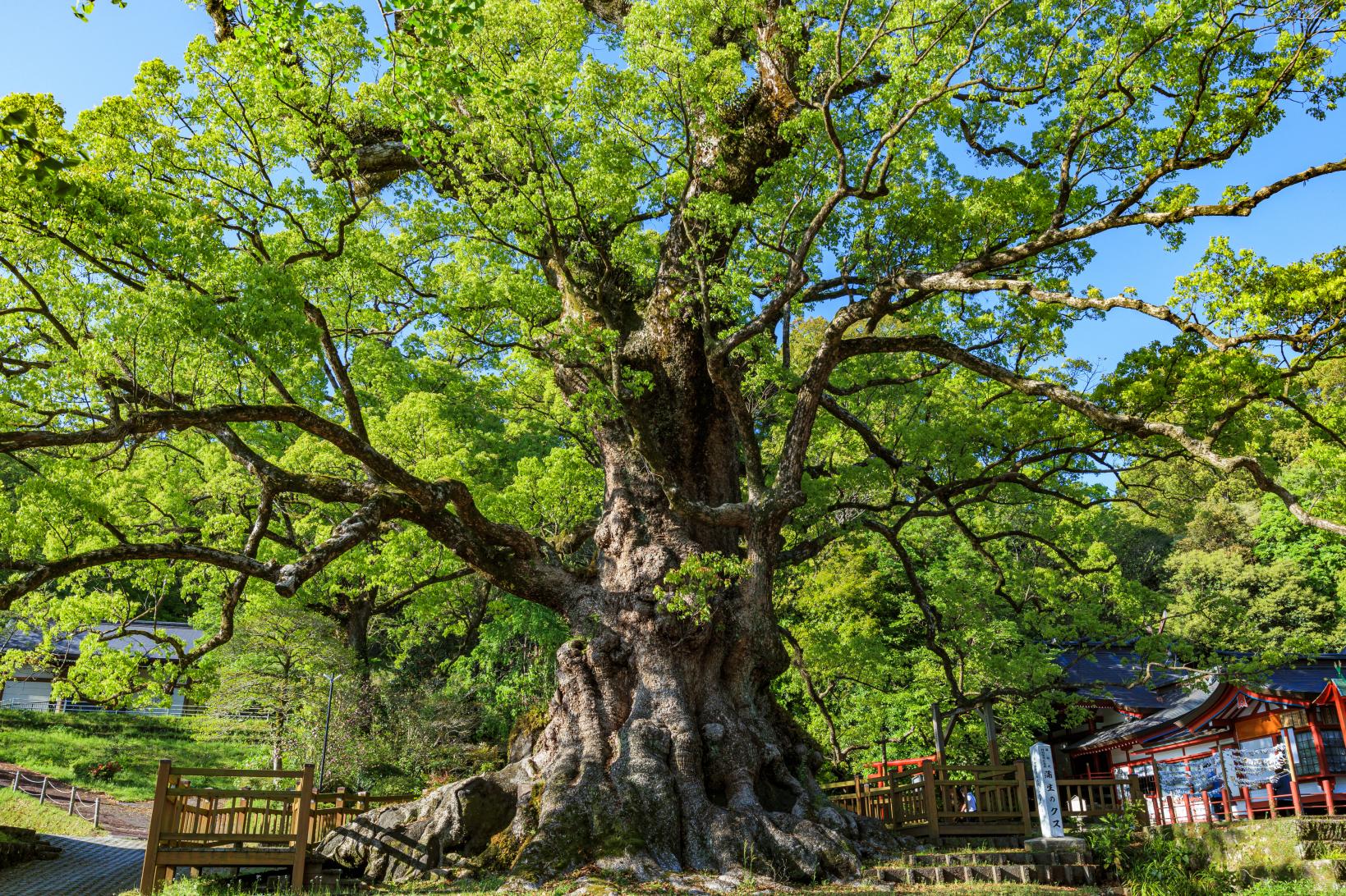 蒲生八幡神社-1