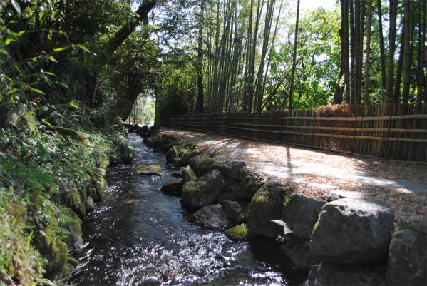 丸池湧水のホタル-1