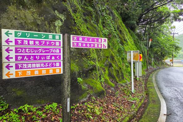 大庭ぶどう観光農園-2