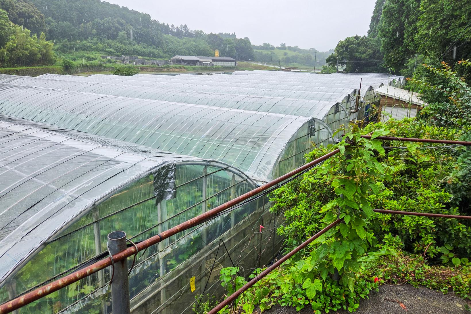 大庭ぶどう観光農園-4