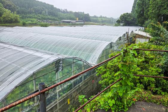大庭ぶどう観光農園-4