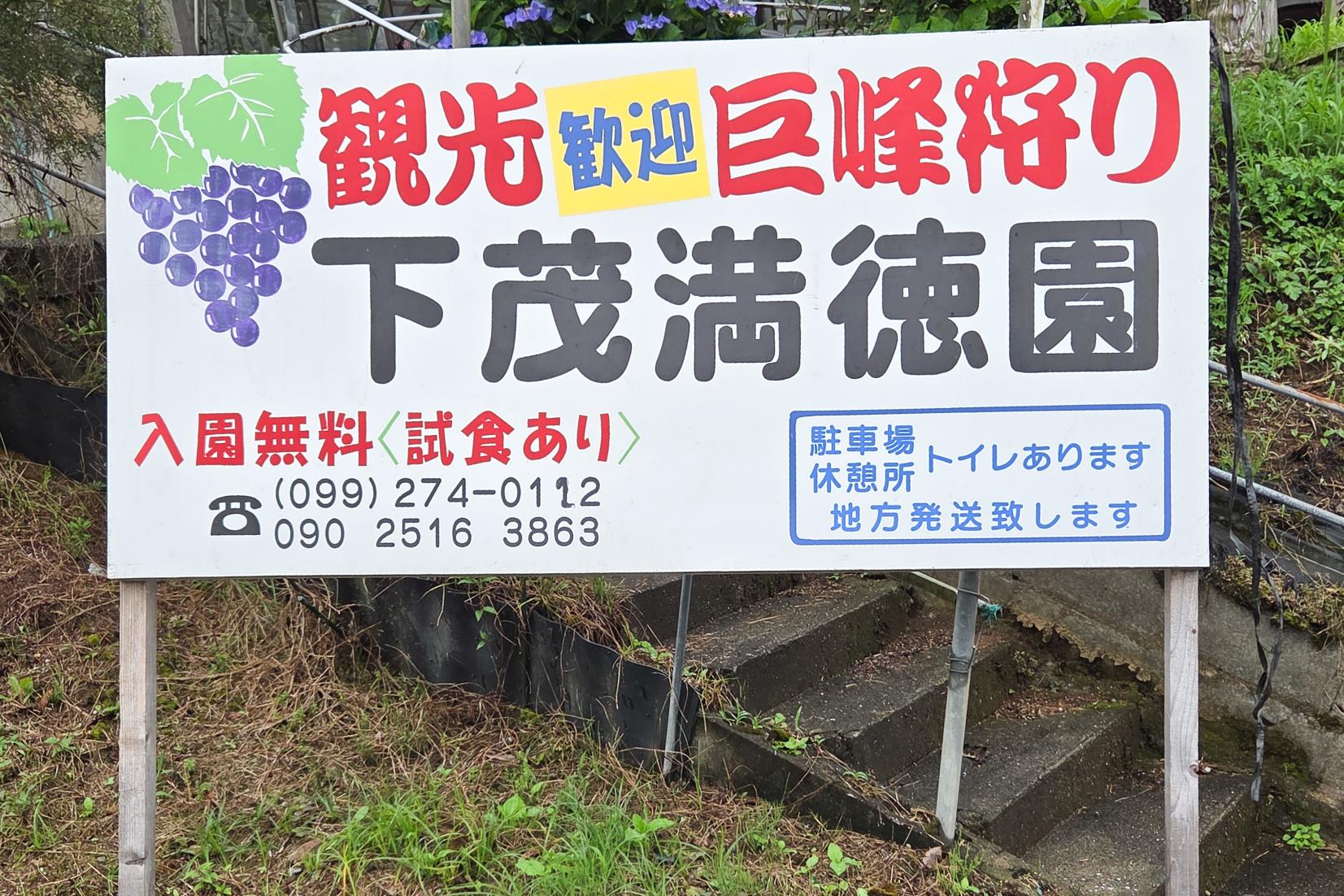 下茂満徳観光ぶどう園-6