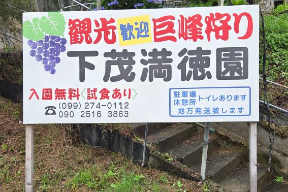 下茂満徳観光ぶどう園-6