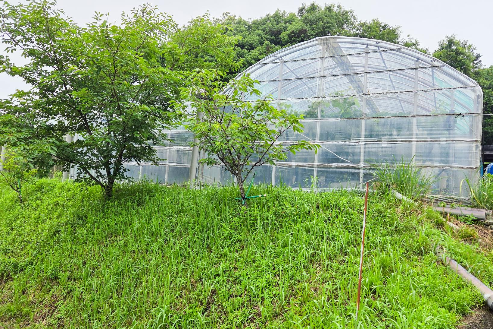 下茂満徳観光ぶどう園-4