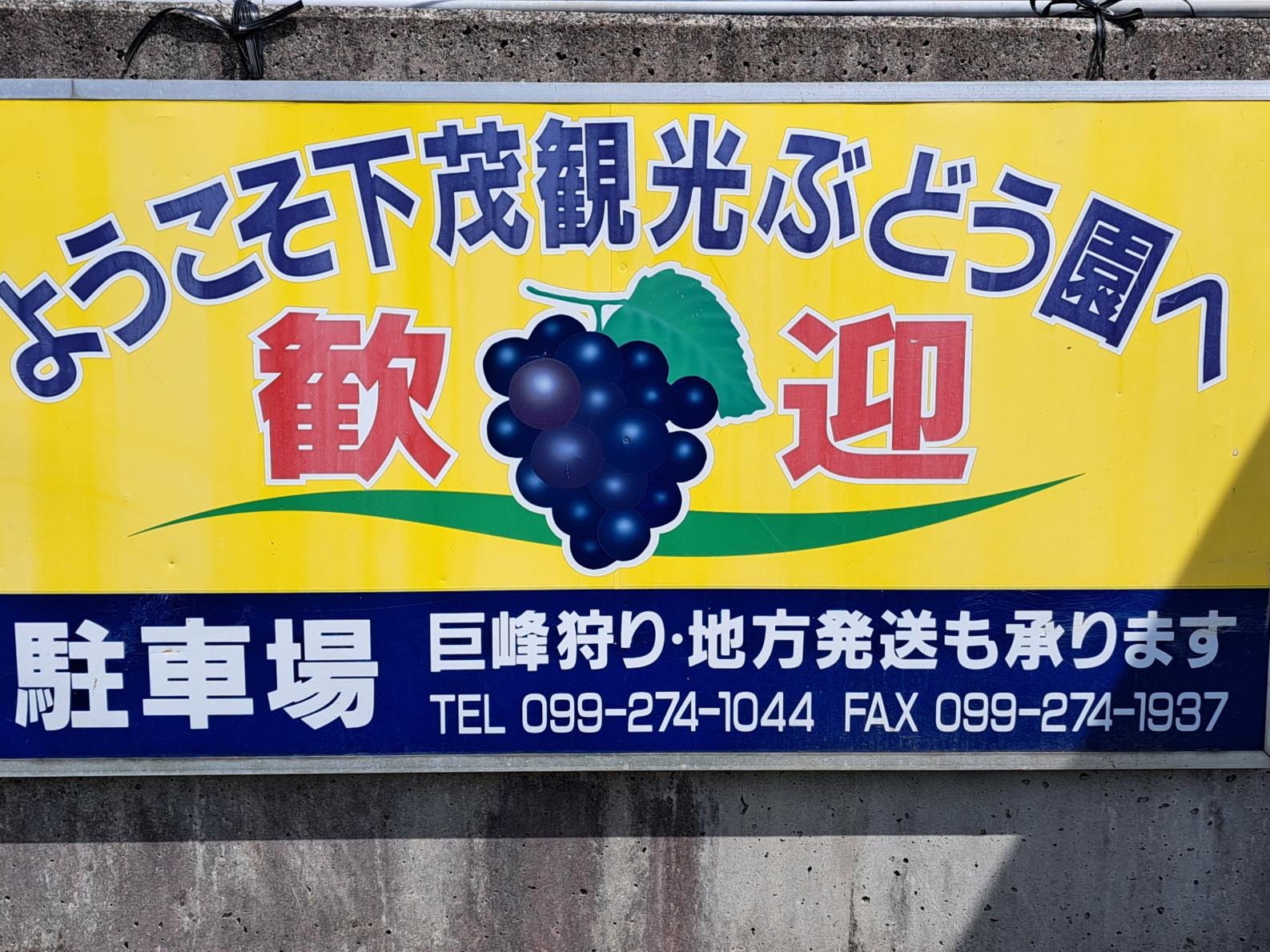 下茂観光ぶどう園-6