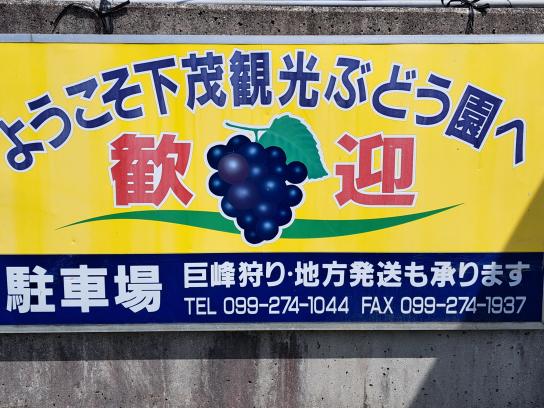 下茂観光ぶどう園-6