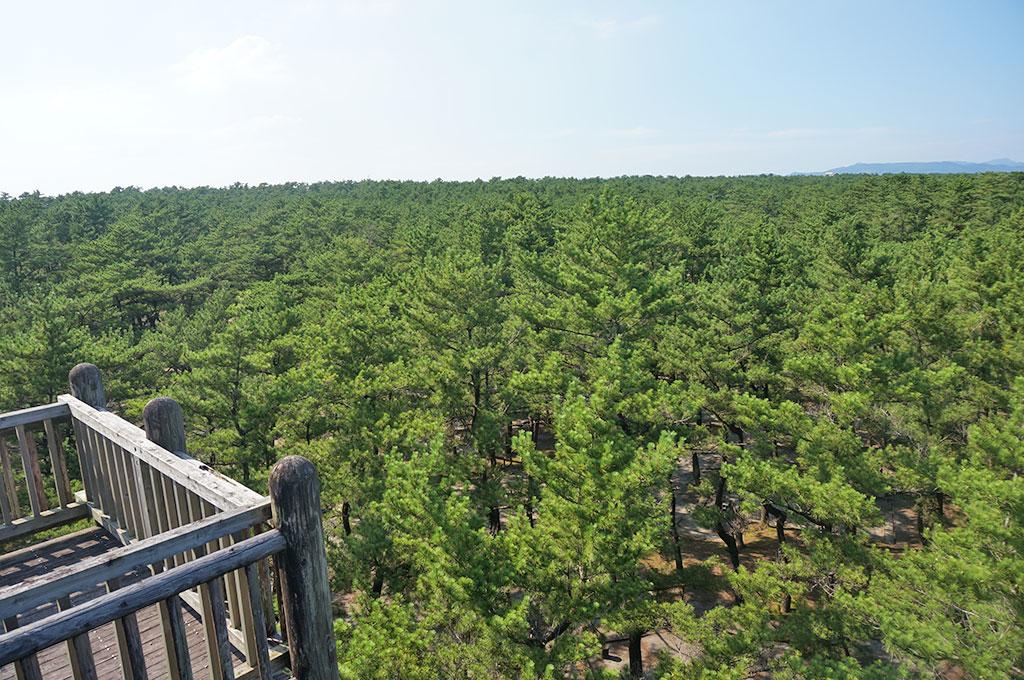 日南海岸國定公園    救仁（kuni)之松原-1