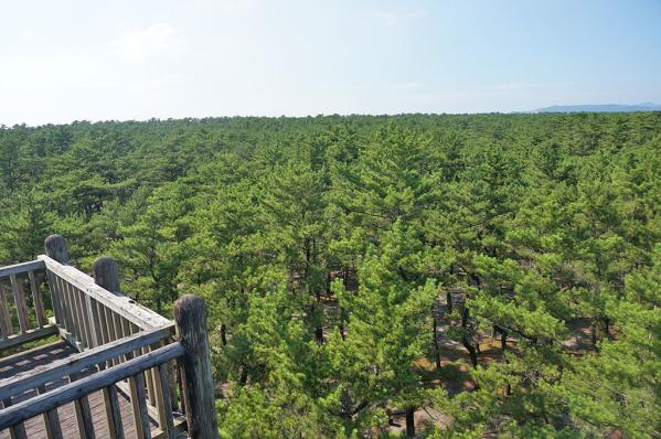 Kuninomatsubara, Nichinan Kaigan Quasi-National Park-1