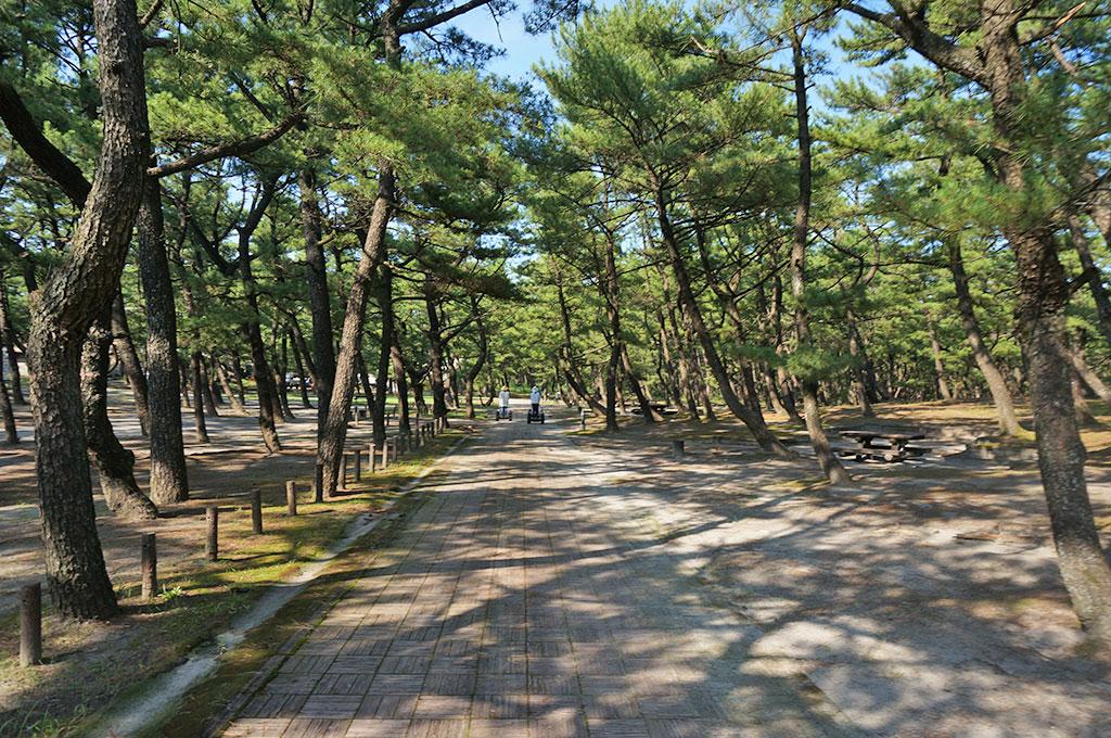 Kuninomatsubara, Nichinan Kaigan Quasi-National Park-2