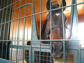 競走馬のふるさと案内所　南九州連絡センター-2