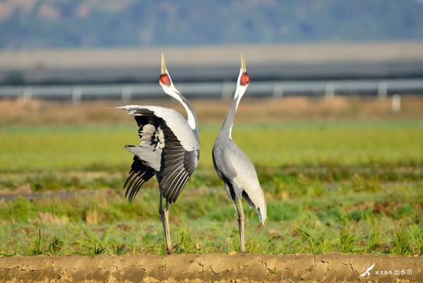 Izumi: Japan’s top crane wintering ground-4